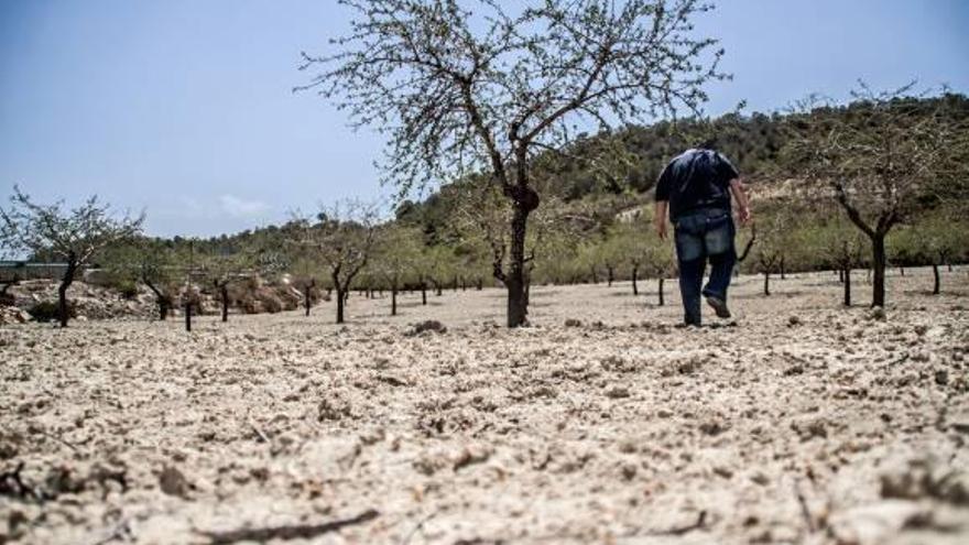 La sequía arrasa los cultivos de secano y ocasiona 9  millones de euros en pérdidas