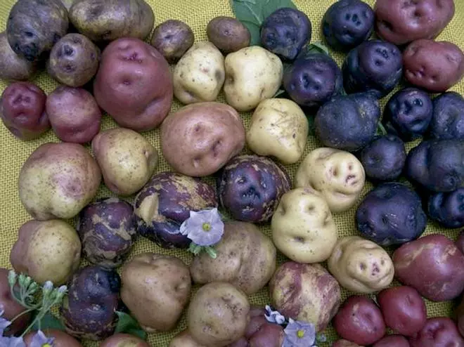 Las papas bonitas: tradición y familia en Icod el Alto