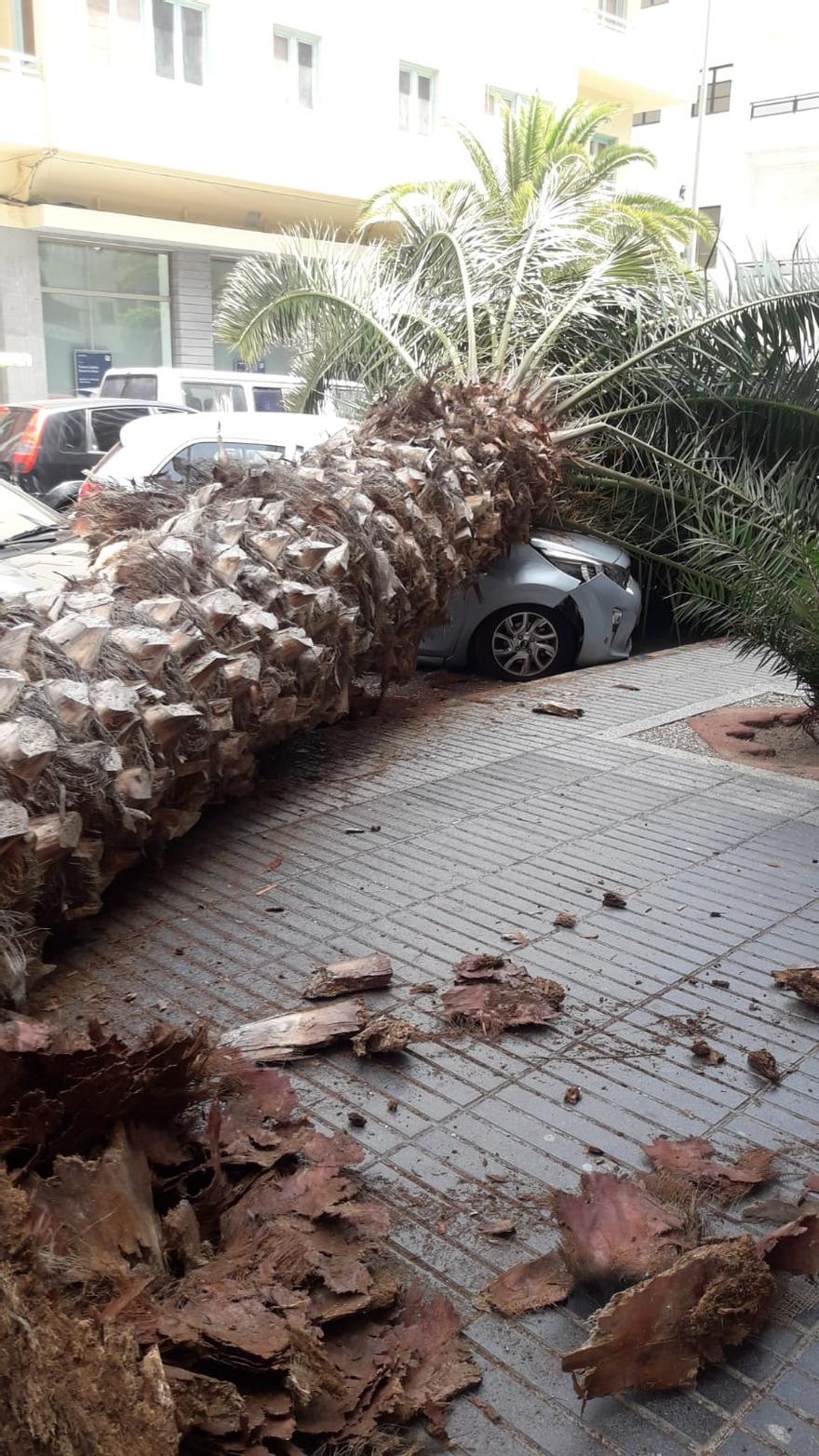 Una palmera se cae sobre dos turismos en la calle Franchy Roca.