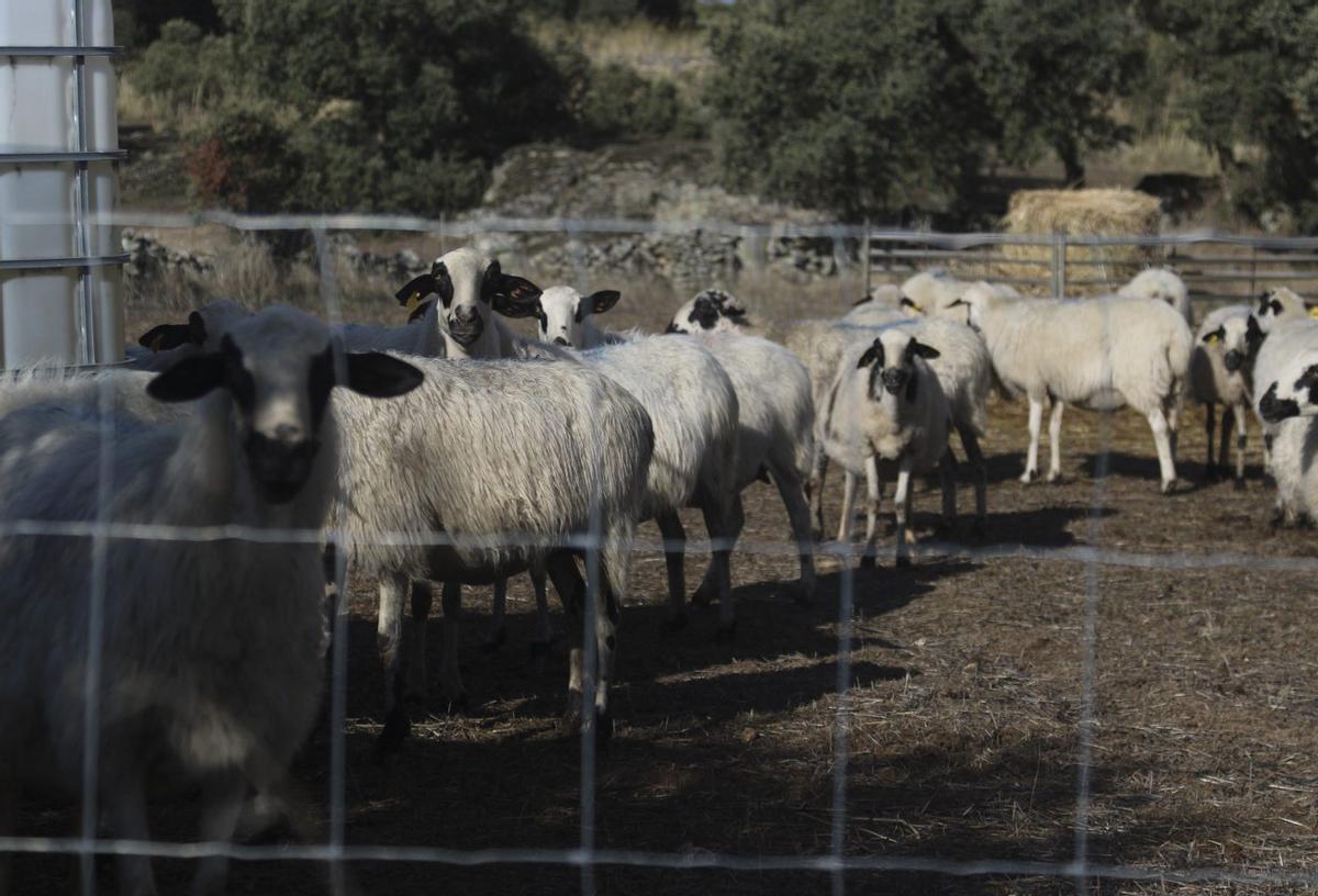 Explotación de ovino en la comarca de Sayago. | JOSÉ LUIS FERNÁNDEZ