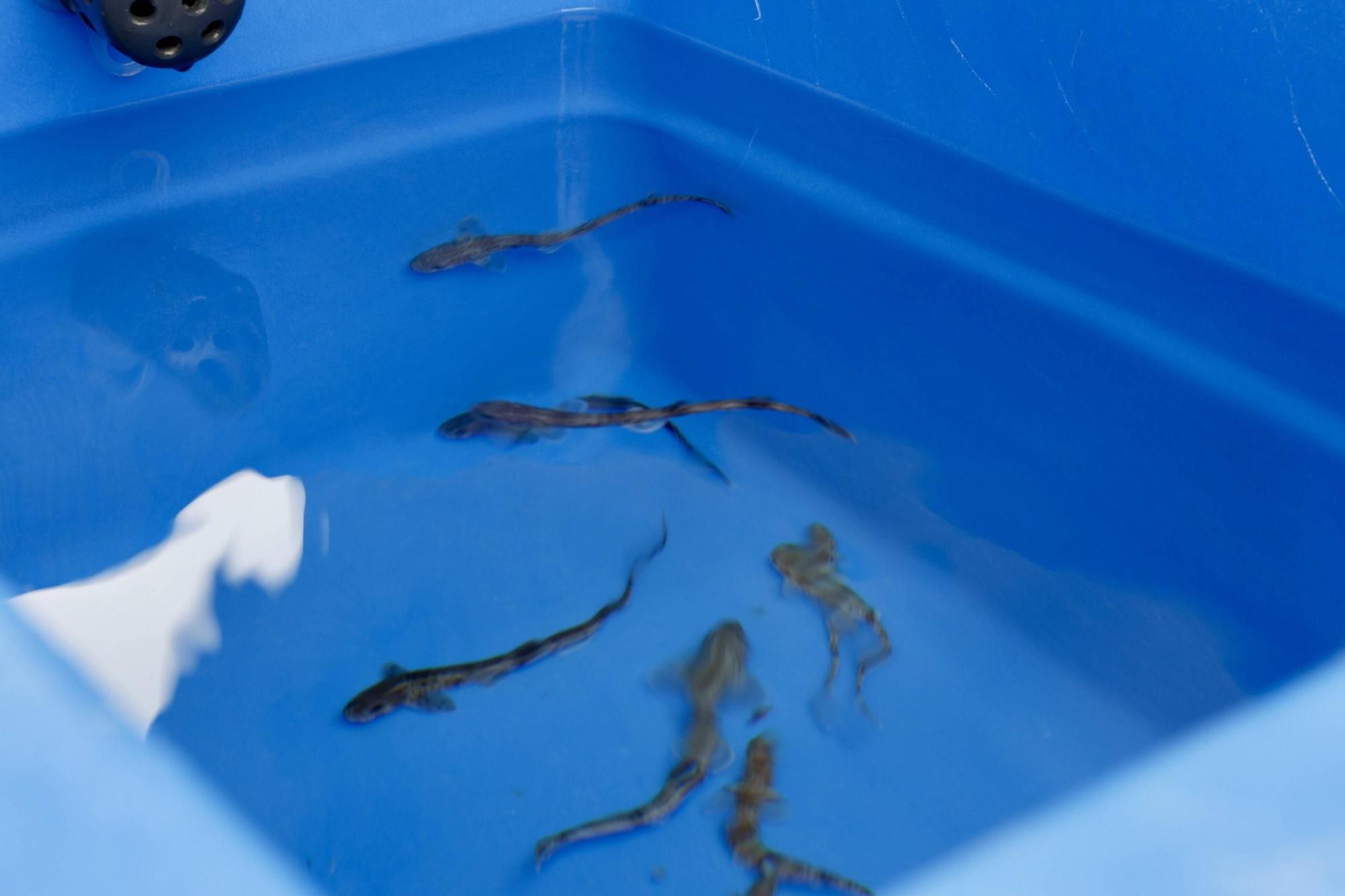 Así fue la suelta de tiburones en Gijón por el Día de los Océanos (en imágenes)