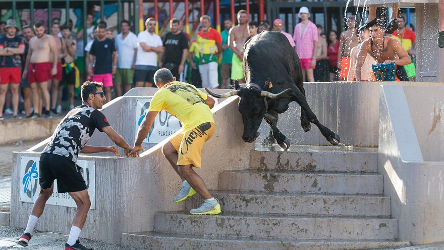 Fernando Machancoses recupera su corona en el Concurso Nacional de Ganaderías de la Vall