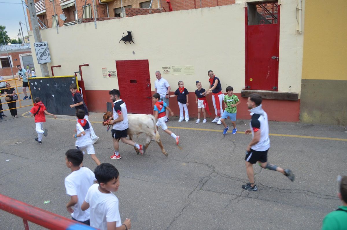 Uno de los chiqui bueyes llegando al toril.