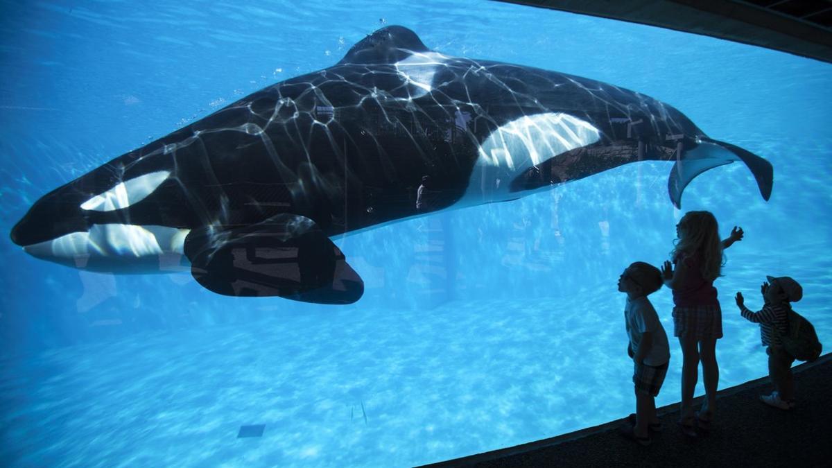 Loro Parque desmiente que la orca Morgan quiera suicidarse