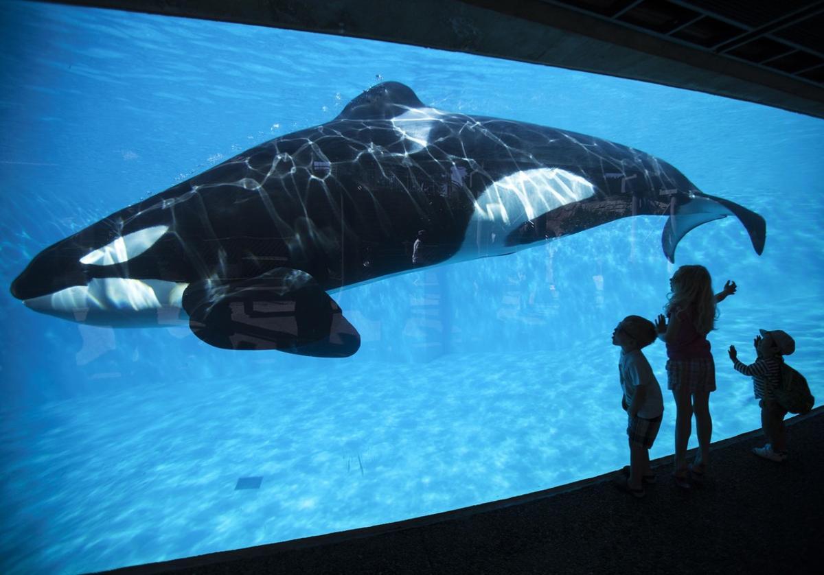 Young children get a close-up view of an Orca killer whale during a visit to the animal theme park SeaWorld in San Diego, California March 19, 2014   REUTERS/Mike Blake   (UNITED STATES - Tags: ANIMALS ENVIRONMENT SOCIETY TRAVEL TPX IMAGES OF THE DAY)
