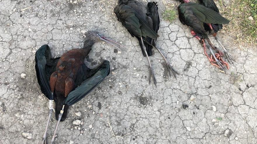 Aves protegidas abatidas con munición de plomo en el Marjal de Pego-Oliva