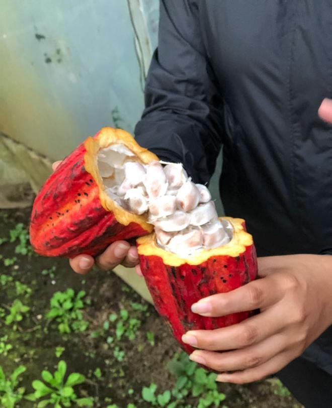 Fruto del cacao en El Trapiche, Monteverde, Costa Rica
