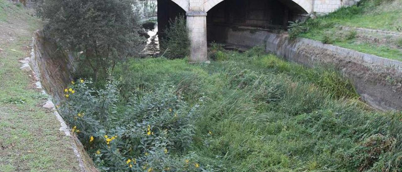 Proliferación de Ludwigia grandiflora en el Barbaña, a pocos metros de su desembocadura en el Miño./O.