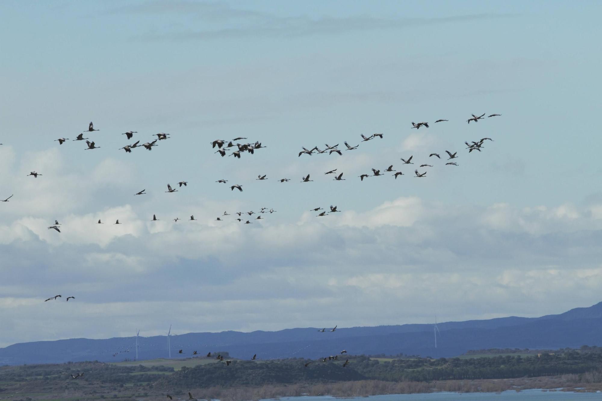 25.000 grullas levantan vuelo desde la alberca de Alboré