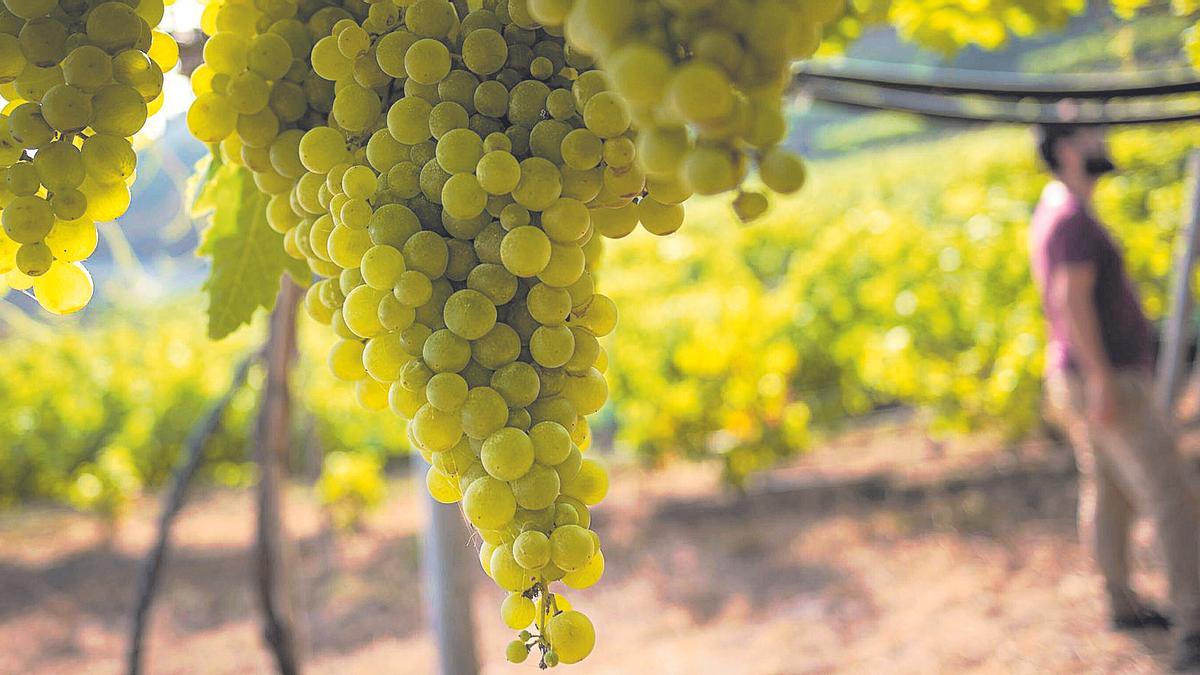 Finca de viña con bodega, en el norte de Tenerife, ayer