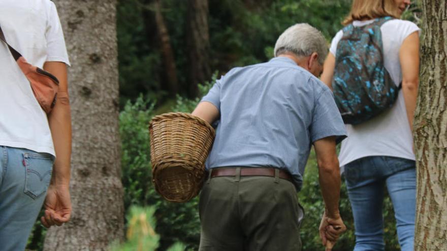 Pla mitjà d&#039;un boletaire buscant aquest diumenge 22