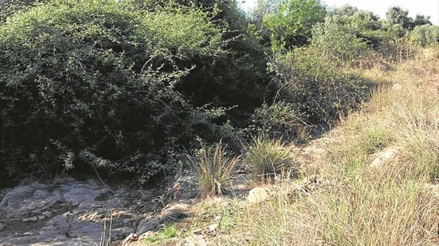 Exigen a la CHJ la limpieza de los cauces para evitar inundaciones