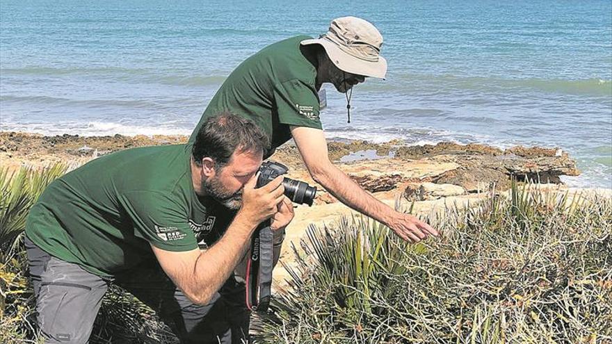 La tortuga mediterrànea arriba al parc natural de la Serra d’Irta