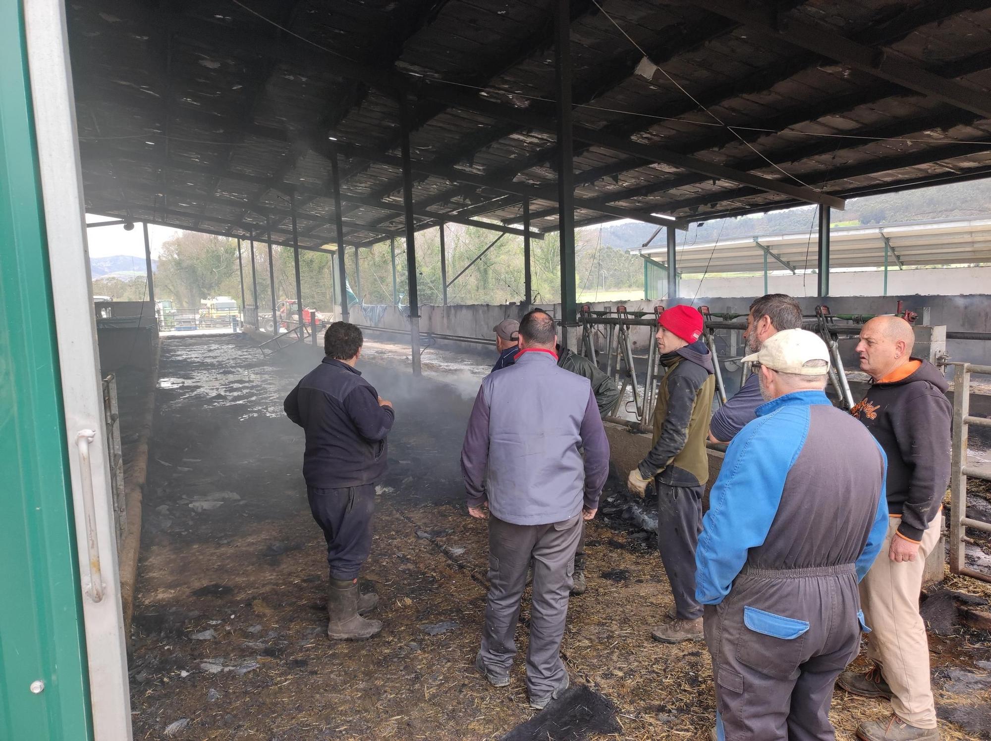 En imágenes: El fuego devora una nave ganadera en Otur (Valdés) y causa daños a un centenar de vacas