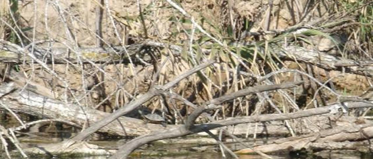 La tortuga que invadió el Xúquer hace una década ya no puede erradicarse