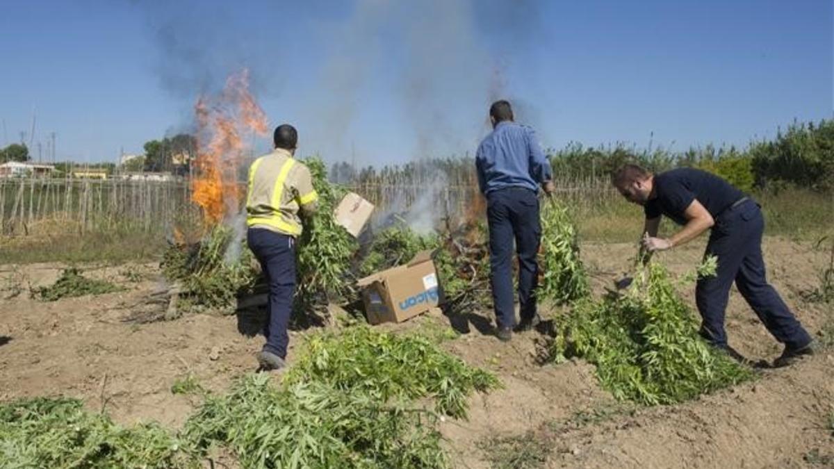 Los mossos pesan y destruyen marihuana incautada en la Travessera de Marimunt de Lleida.