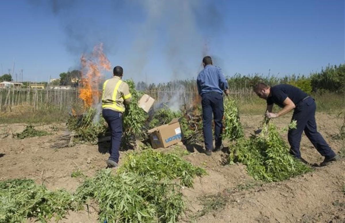 Los mossos pesan y destruyen marihuana incautada en la Travessera de Marimunt de Lleida. Los mossos pesan y destruyen marihuana incautada en la Travessera de Marimunt de Lleida.