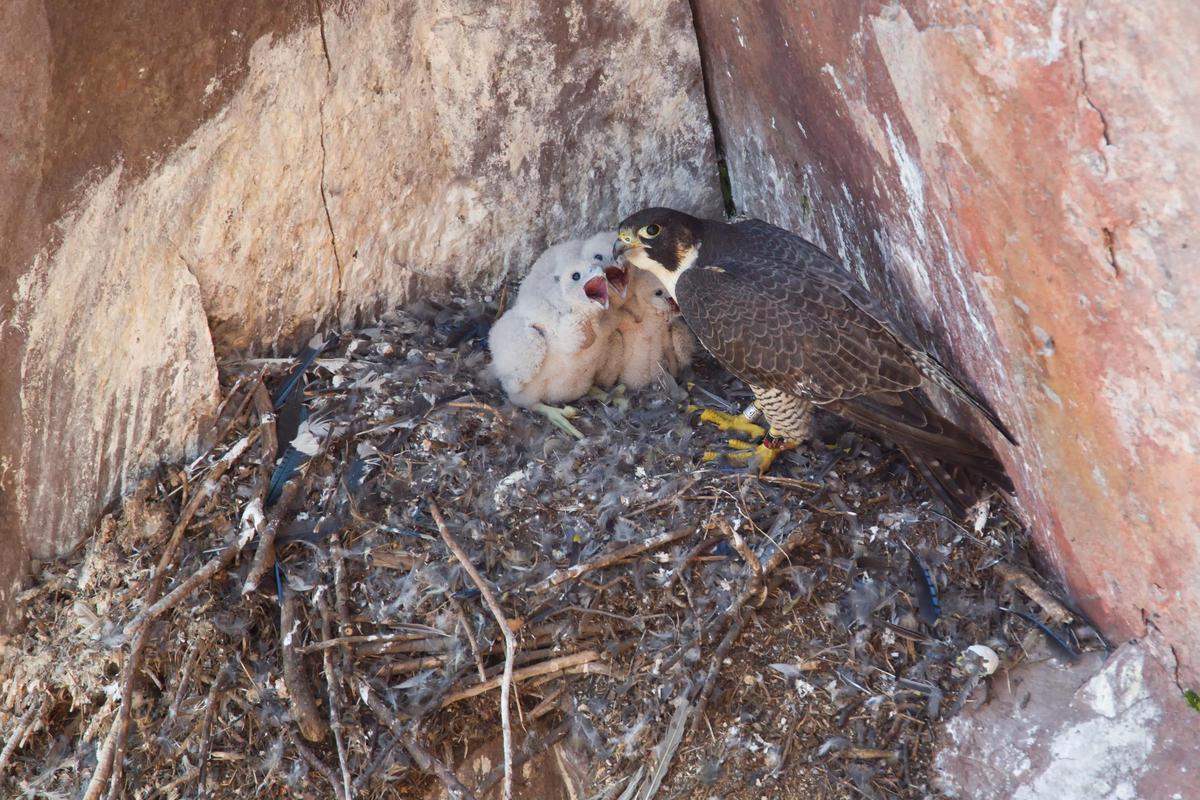 El Halcón Peregrino y su nido en la roca, un espacio que requiere respeto y tranquilidad
