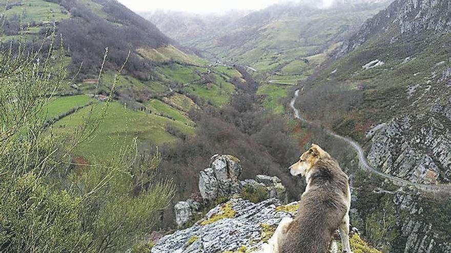 &quot;Rufo&quot;, un perro guardián de las Ubiñas, en El Quempu.