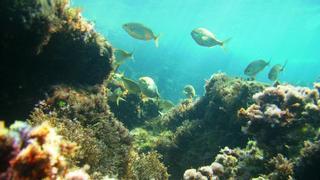 Fibel für Schnorchler: Welche Fische schwimmen im Meer vor Mallorca?