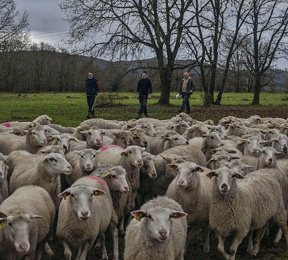 El rebaño y, detrás, los ganaderos de Casa Ferro