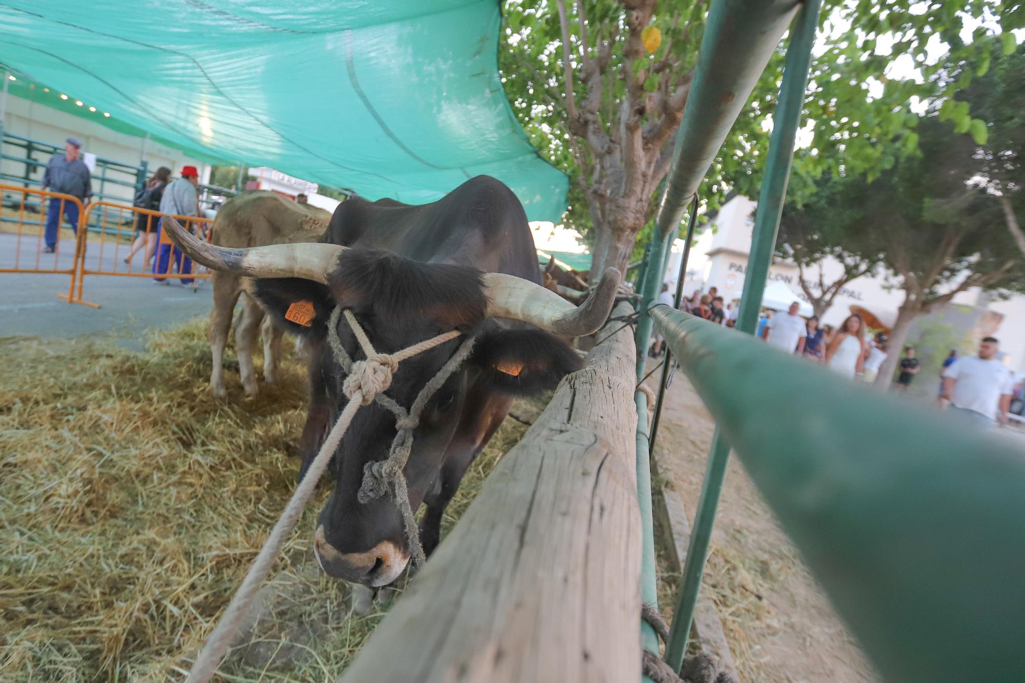 Feria del Ganado Dolores FEGADO 2022