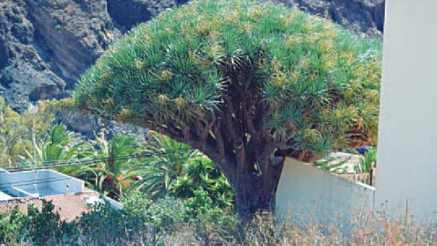 A participación pública el catálogo de protección de árboles en La Laguna
