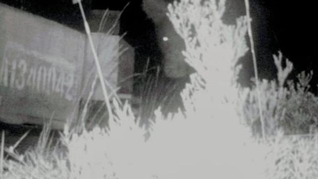 El oro captado por la cámara en el colmenar de La Carballeda | CEDIDA A A. SAAVEDRA