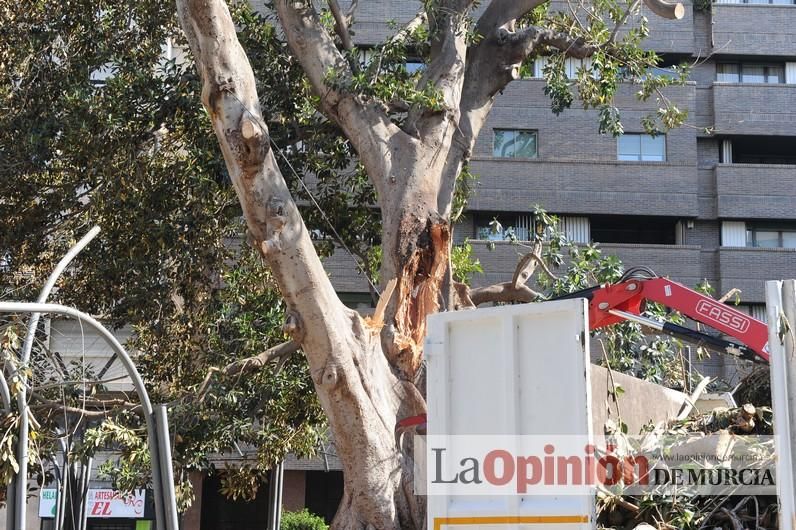 El día después de la caída de la rama del ficus de