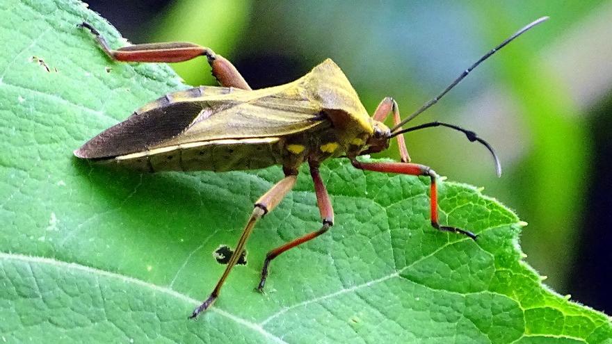 El insecto conocido como  vinchuca o chipo, en cuyas heces se encuentra el parásito causante del Mal de Chagas.