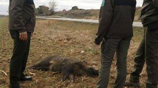 La Catalunya central és la regió amb més accidents de trànsit amb cabirols