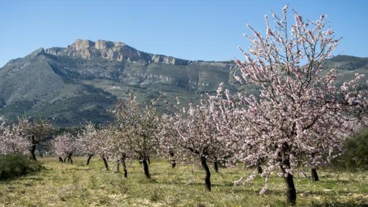 Los frutales en flor colorean el paisaje de Xixona / Ayuntamiento de Xixona