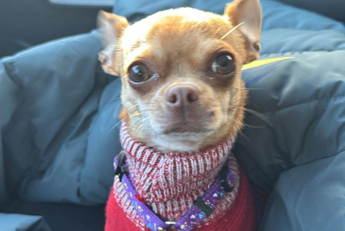 El perro chihuahua de la pareja okupa de Moaña.