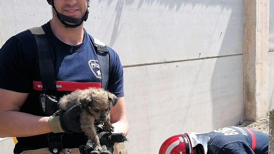 Los bomberos rescatan a los cachorros.