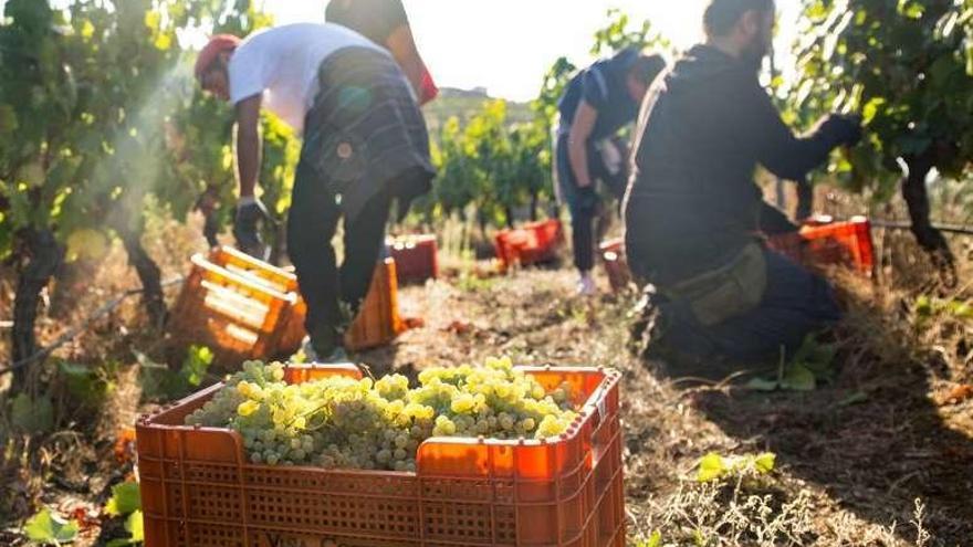 Un grupo de trabajadores vendimian para Viña Costeira. // FdV