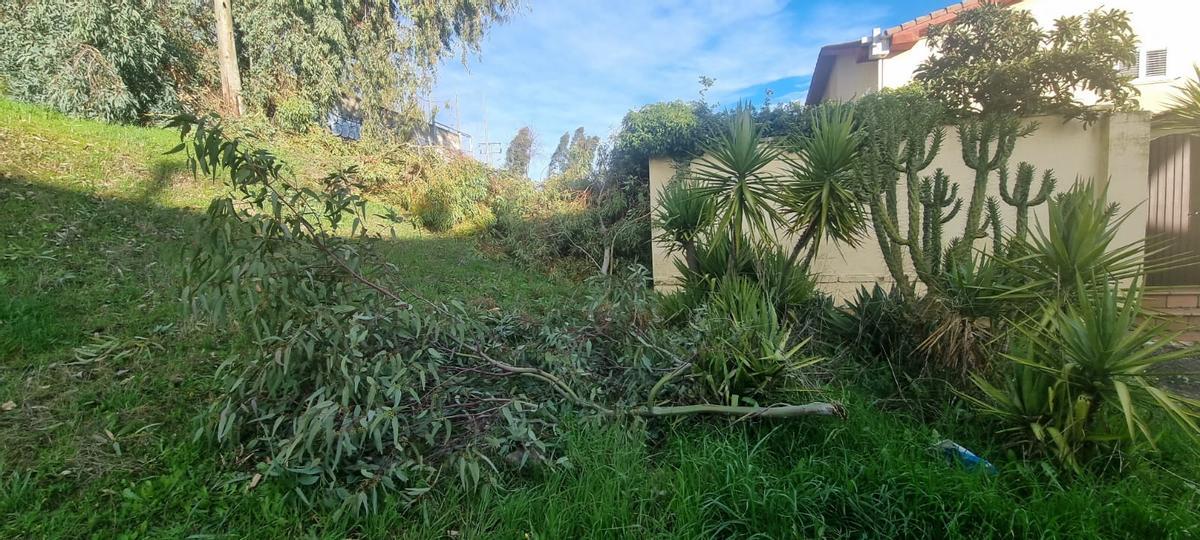 Galería | Caída de un eucalipto en la barriada cacereña de Mejostilla