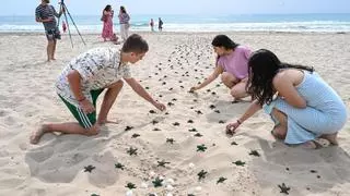Invasión de tortugas en una playa