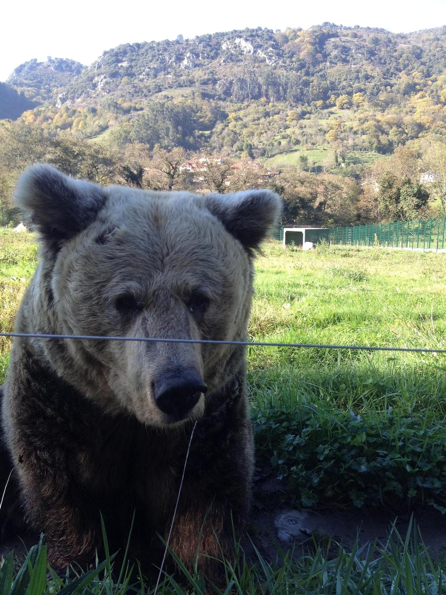 EN IMÁGENES: Así fue la vida de la osa "Paca" en el cercado de los Valles del Trubia