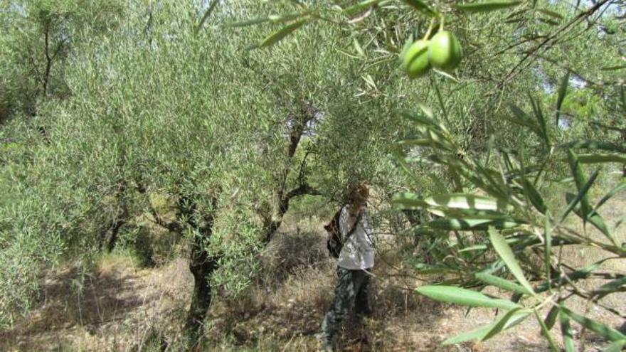 Los bajos precios del aceite están propiciando el abandono de algunos campos de olivos.