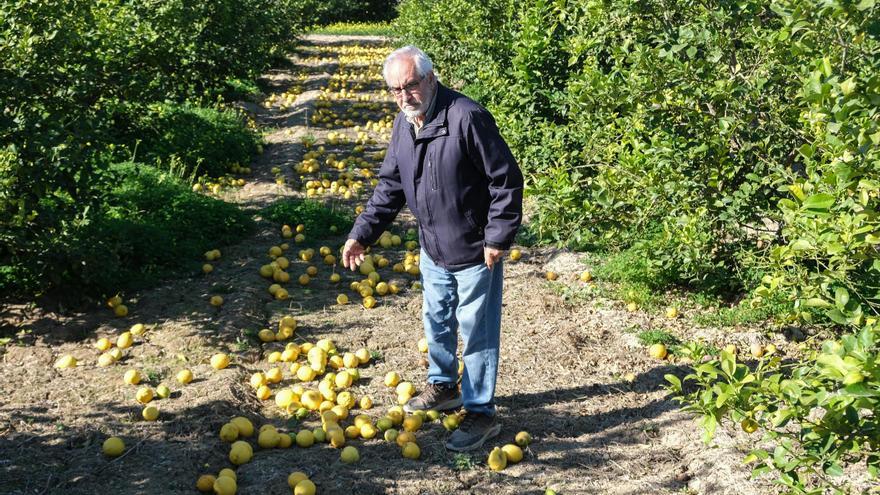 Los agricultores alicantinos dejan en el suelo 100.000 toneladas de limones por su bajo precio
