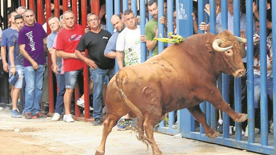 ‘Obsequioso’ gana el trofeo de mejor toro de las celebraciones de l’Alcora