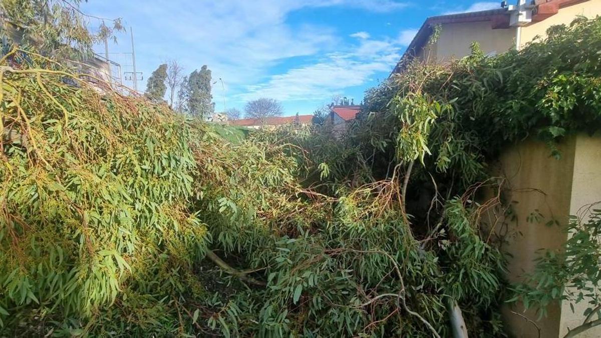 Galería | Caída de un eucalipto en la barriada cacereña de Mejostilla