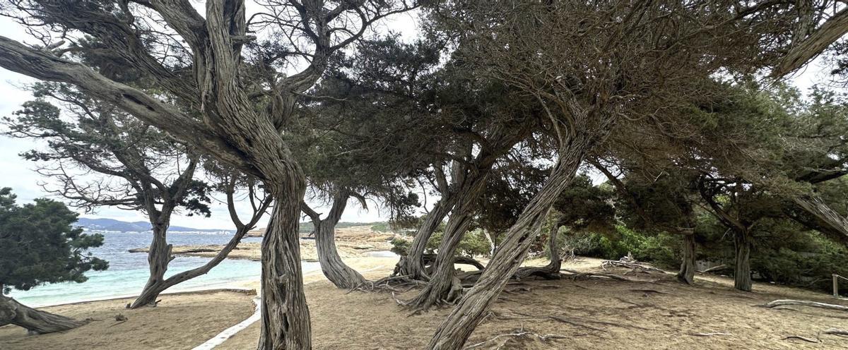 Sabinas de Cala Bassa.