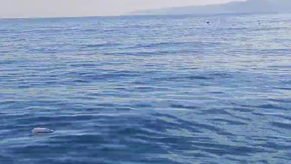 Una carabela portuguesa vista entre las playas de La Ñora y Estaño.