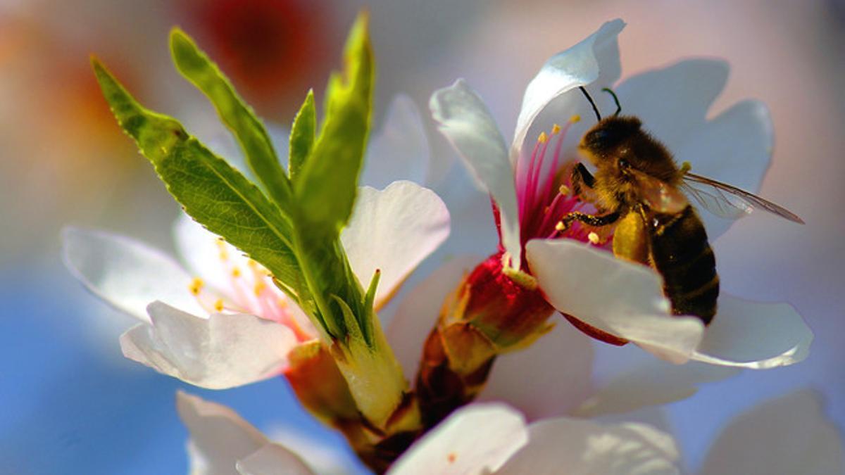 Una abeja liba en un almendro en flor