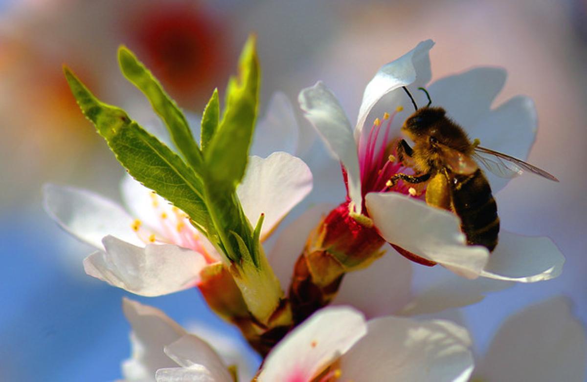 Una abella liba en un ametller en flor Una abella liba en un ametller en flor