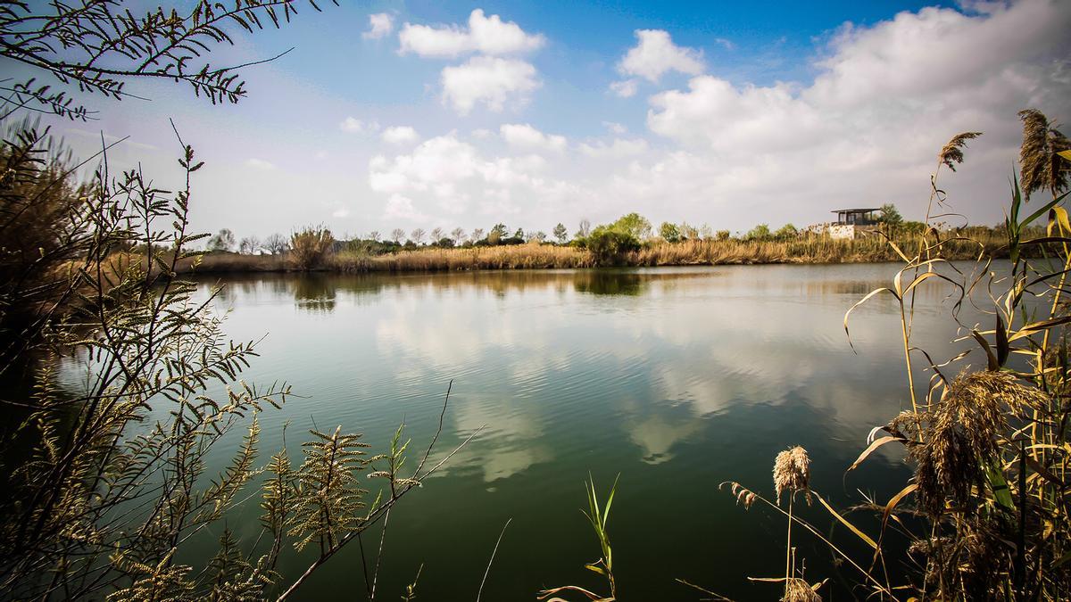 Uno de los espacios naturales del delta del Llobregat.