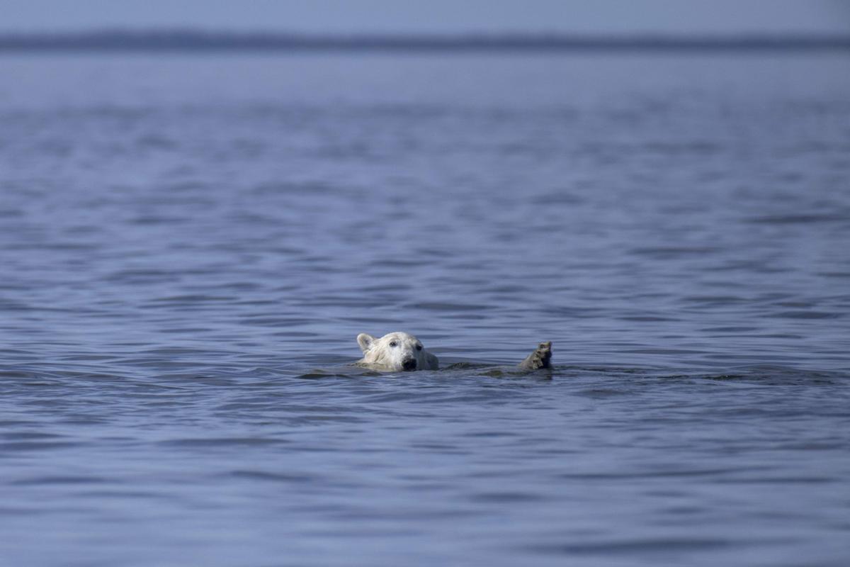 Así viven los osos polares en Hudson Bay, cerca de Churchill (Canadá).