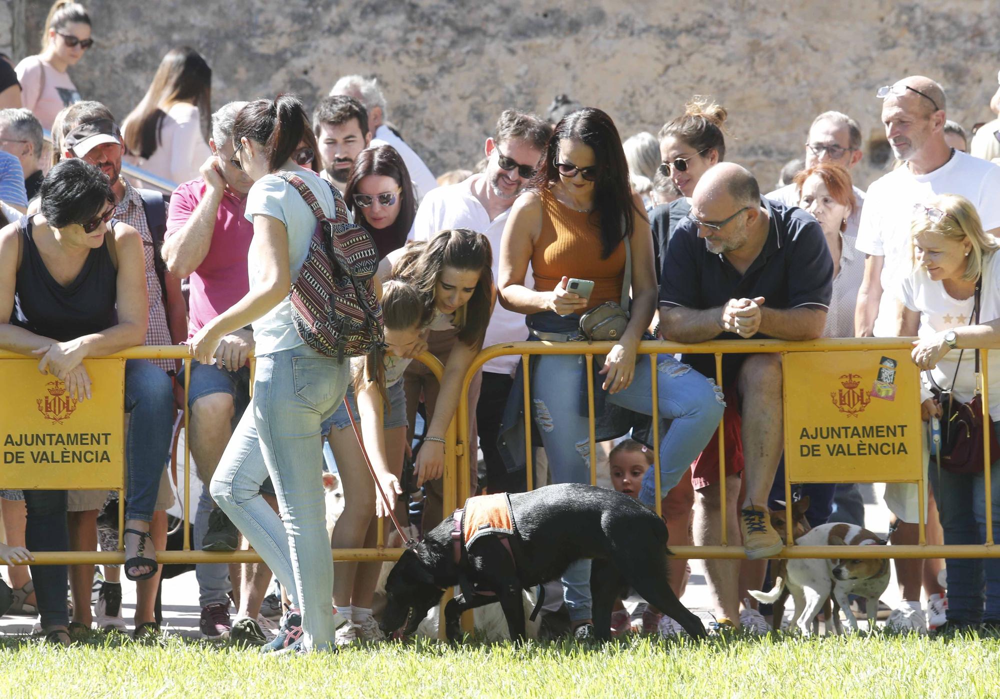 La Feria Animalista de València, en imágenes