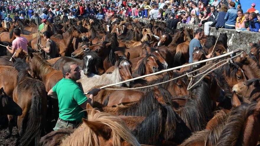 Un ganadero intenta capturar a un caballo en un curro de Oia. // D.P.